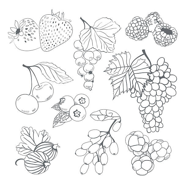 Berries collection for coloring book stock illustration