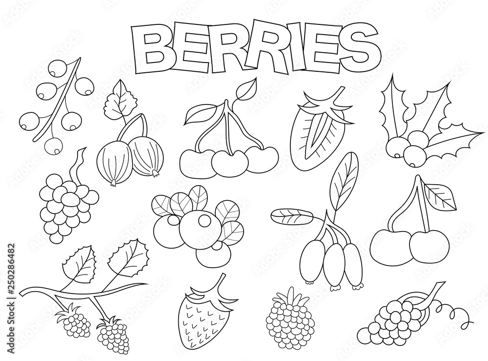 Berries set of icons and objects hand drawn doodle organic fruit design concept black and white outline coloring page game monochrome line art vector illustration vector