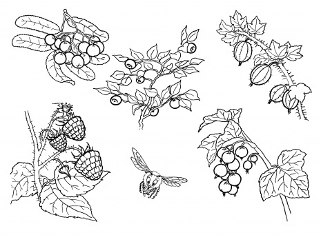 Berries coloring page free printable coloring pages mandala coloring pages fruits drawing coloring pictures