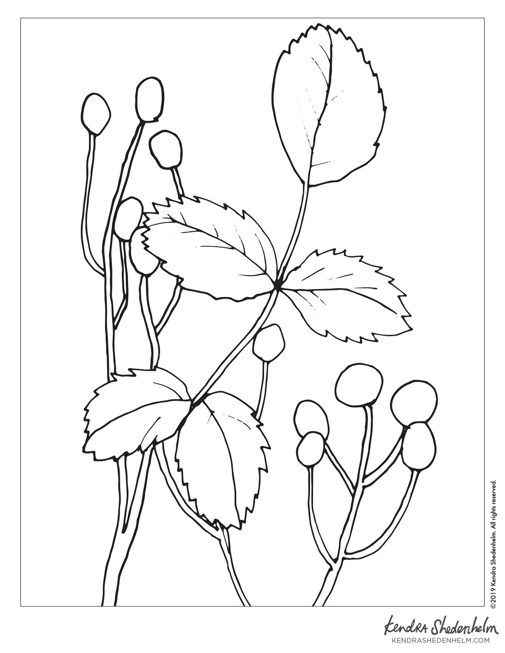 Free coloring page simple scene of leaves and berries by kendra shedenhelm â kendra shedenhelm