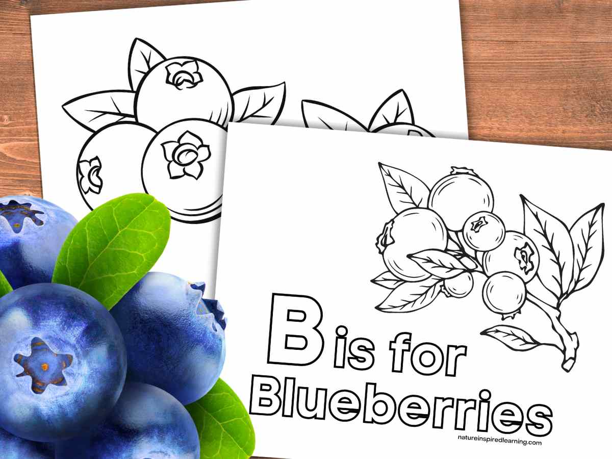 Blueberry coloring pages