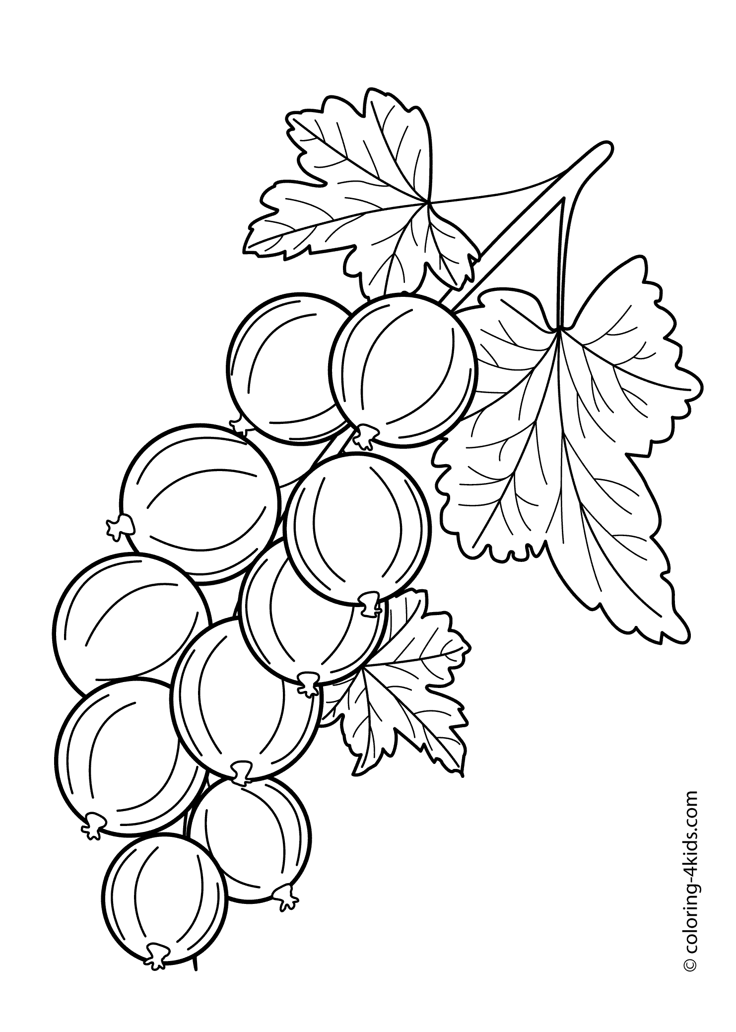 Gooseberry fruits and berries coloring pages for kids printable free fruit coloring pages flower drawing coloring pages