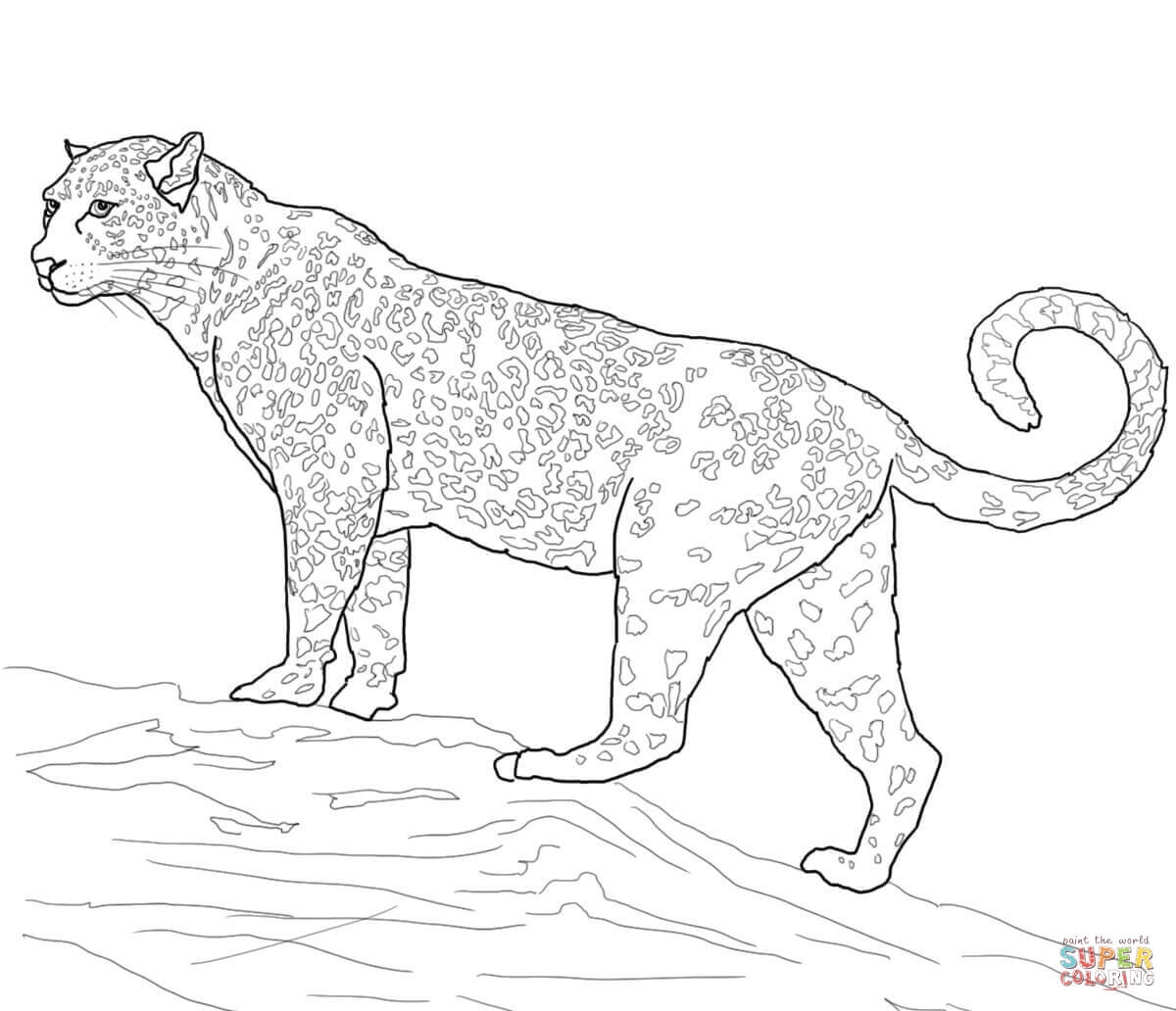 Jaguar big cat coloring page free printable coloring pages