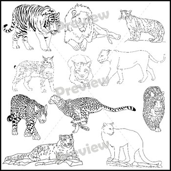 Big cats realistic clip art by utahroots tpt