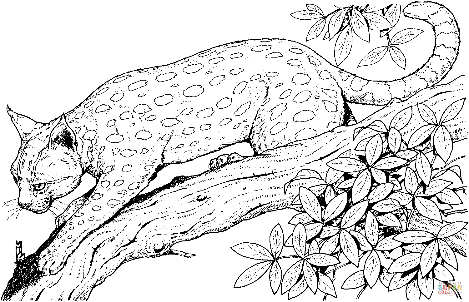 Leopard cat on a branch coloring page free printable coloring pages