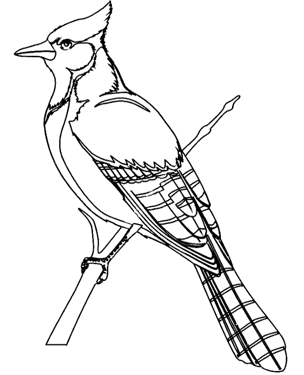 Bird coloring sheet for kids