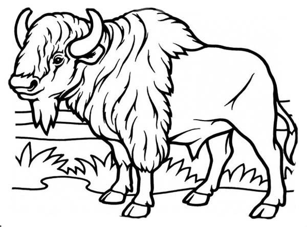 Bison coloring page coloring pages owl coloring pages cats art drawing