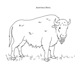 American bison coloring page by mama draw it tpt