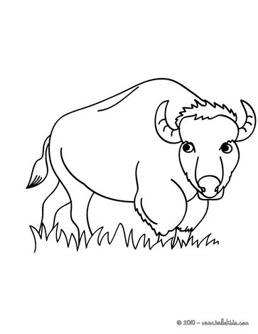 Bison coloring pages