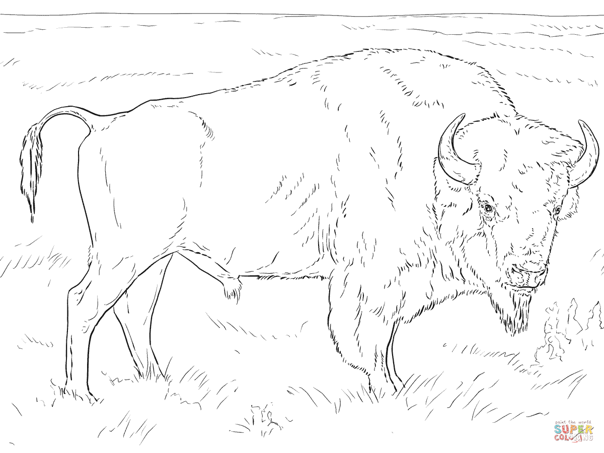 Realistic american bison coloring page free printable coloring pages