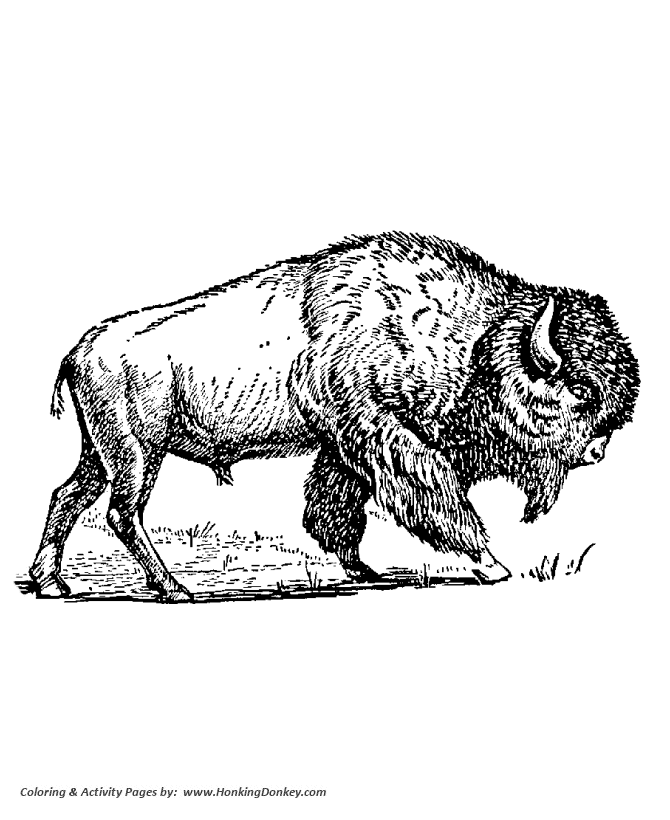 Wild animal coloring pages big north american bison picture coloring page and kids activity sheet