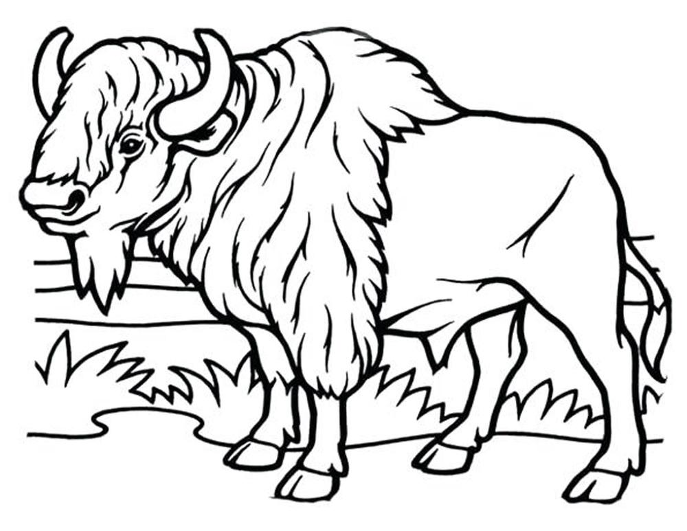 Junior bison club coloring pages