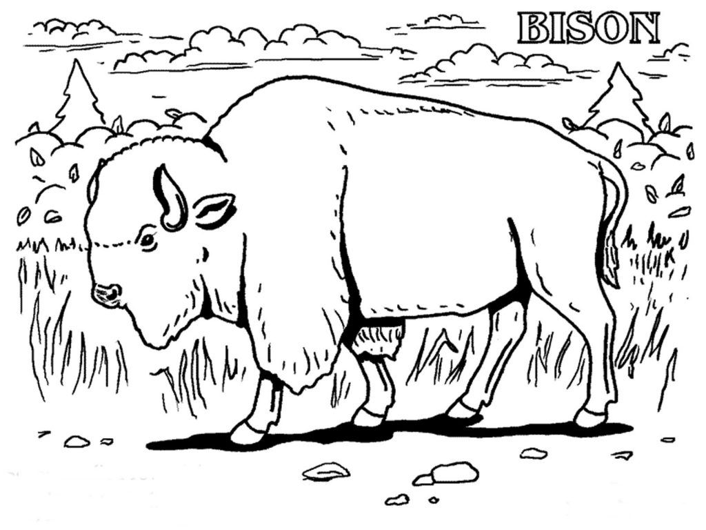 Free printable bison coloring pages for kids animal coloring pages coloring pages animal coloring books