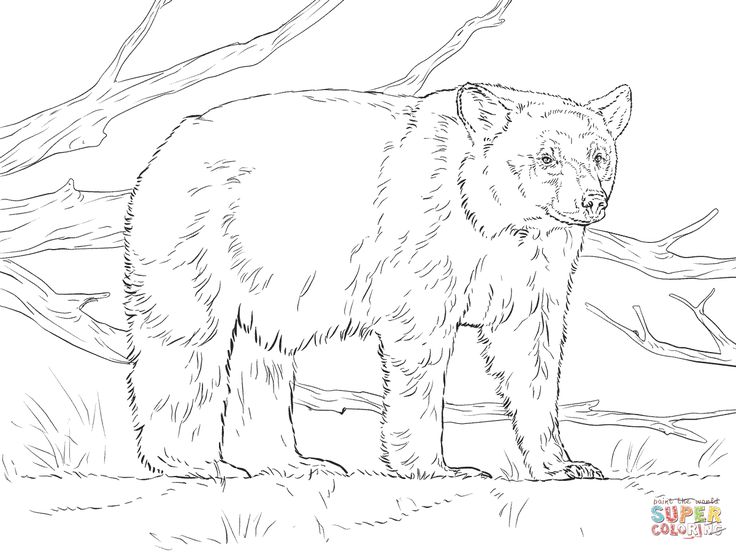 Realistic american black bear coloring page supercoloring bear coloring pages polar bear coloring page animal coloring pages