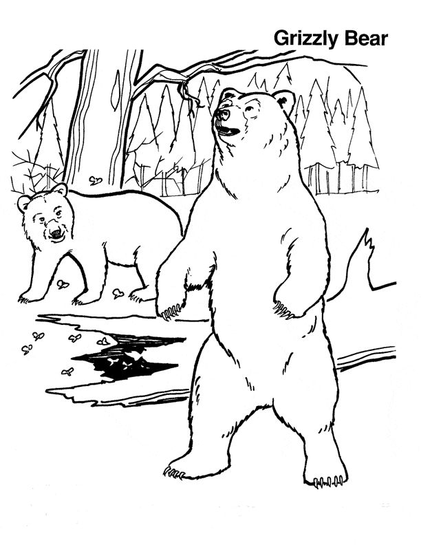 Black bear coloring page