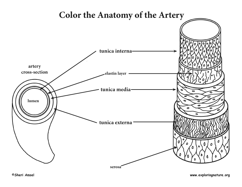 Blood vessel anatomy coloring page