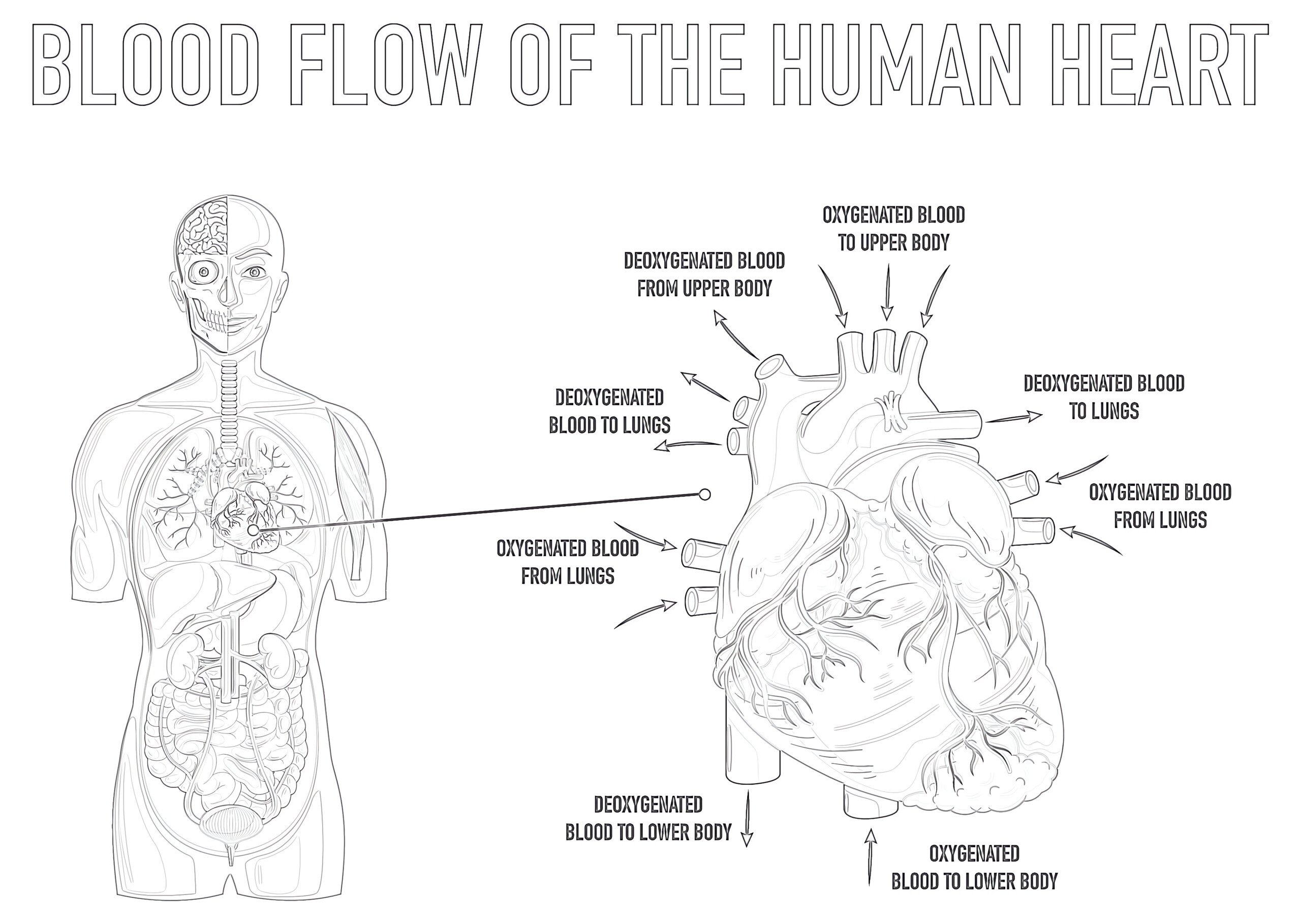 Blood flow of the human coloring page