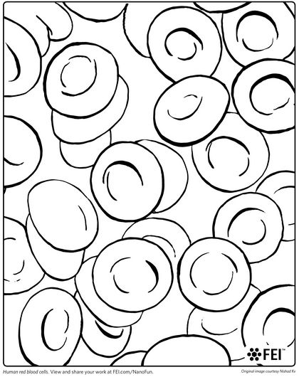 Red blood cell coloring page sketch coloring page color worksheets color coloring pages