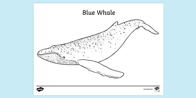 Blue whale louring sheet louring sheets teacher made