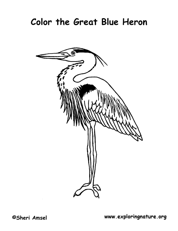 Heron great blue coloring page