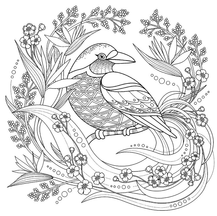 Free bird coloring pages pdf