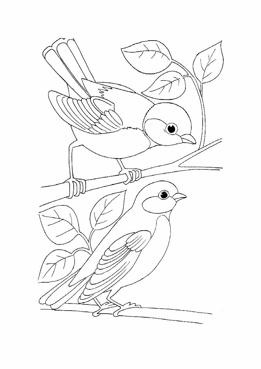 Free bird coloring pages pdf