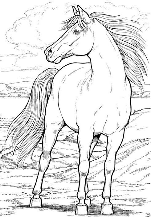 Top free printable horse coloring pages online horse coloring books horse coloring pages animal coloring pages
