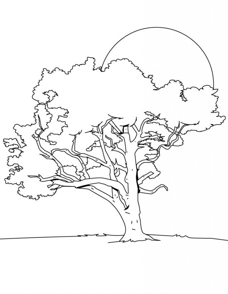 Free printable tree coloring pages for kids tree coloring page coloring pages tree drawing