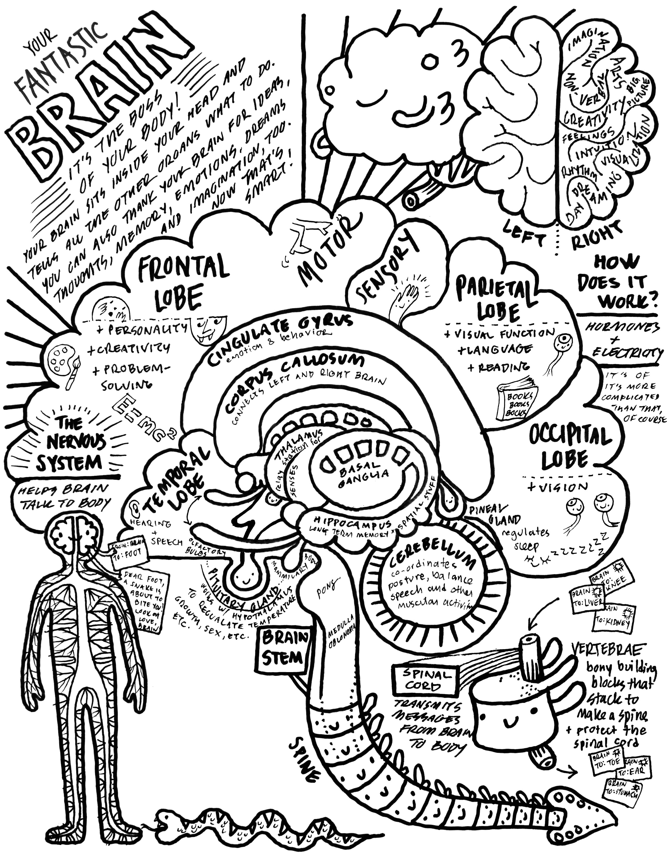 Free brain coloring page i heart guts