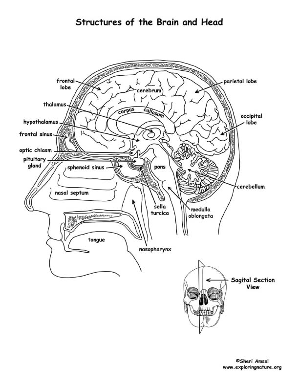 Brain structures labeled coloring page