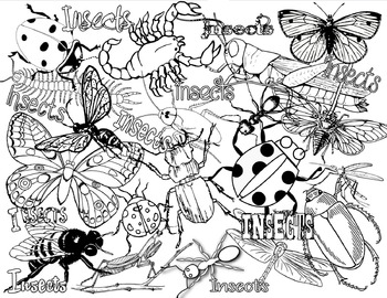 Insects or bugs coloring page by champagnewisdom tpt