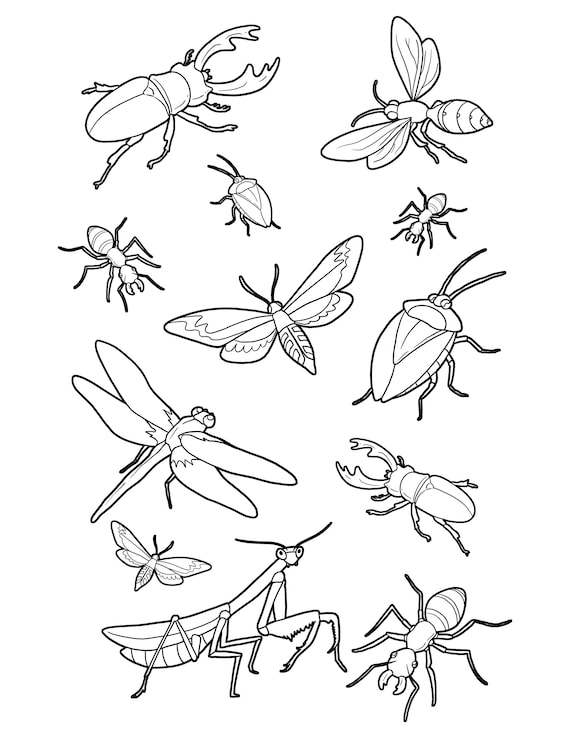 Bug coloring page bugs and insects printable digital download cute bugs art activity