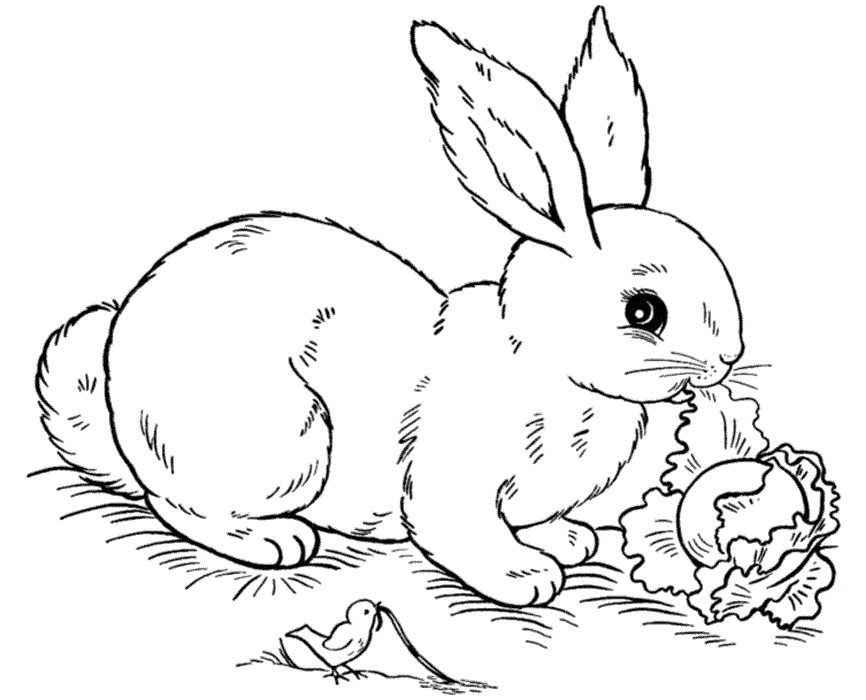 Coloring pages bunny rabbit coloring page