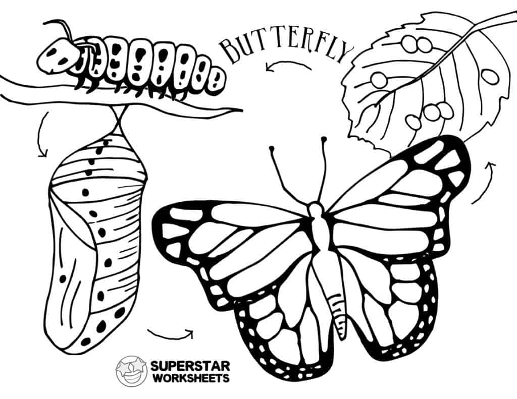 Butterfly worksheets