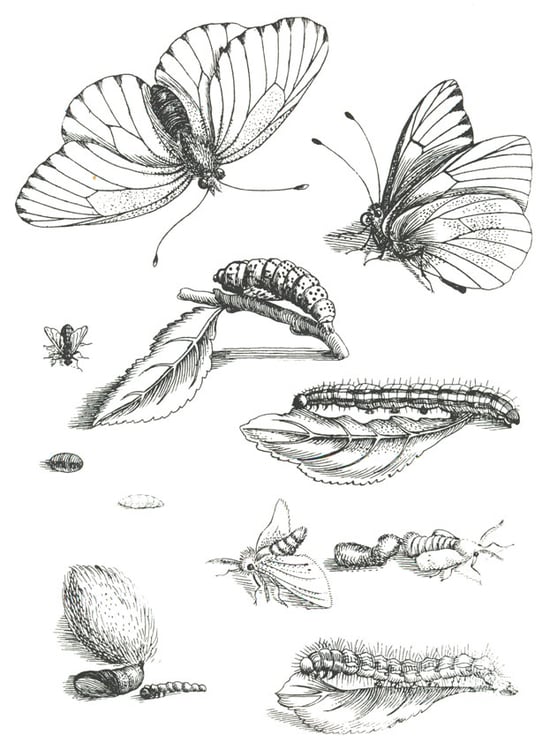 Coloring page butterfly life cycle