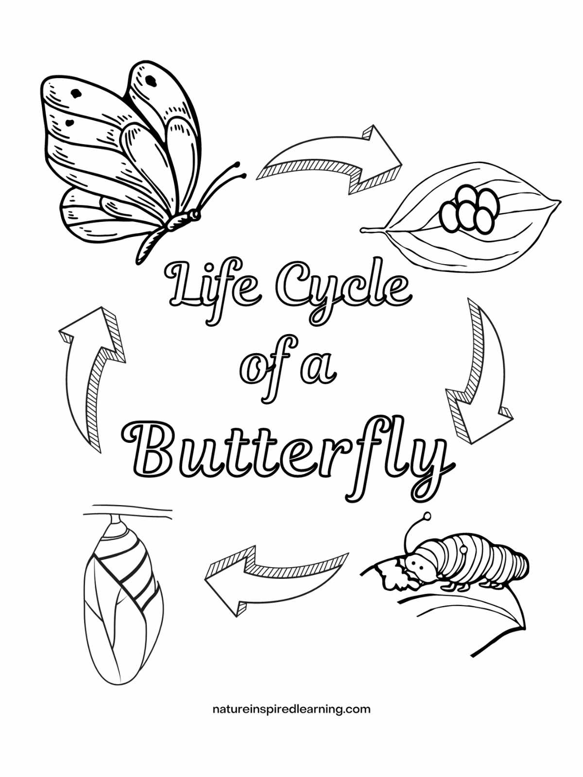 Life cycle of a butterfly coloring pages