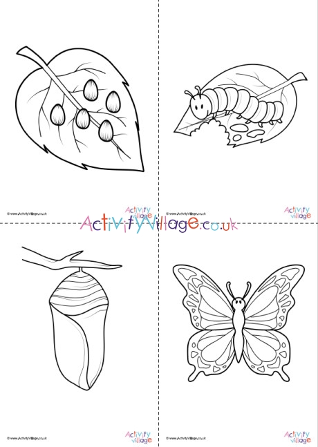 Butterfly life cycle louring pages set