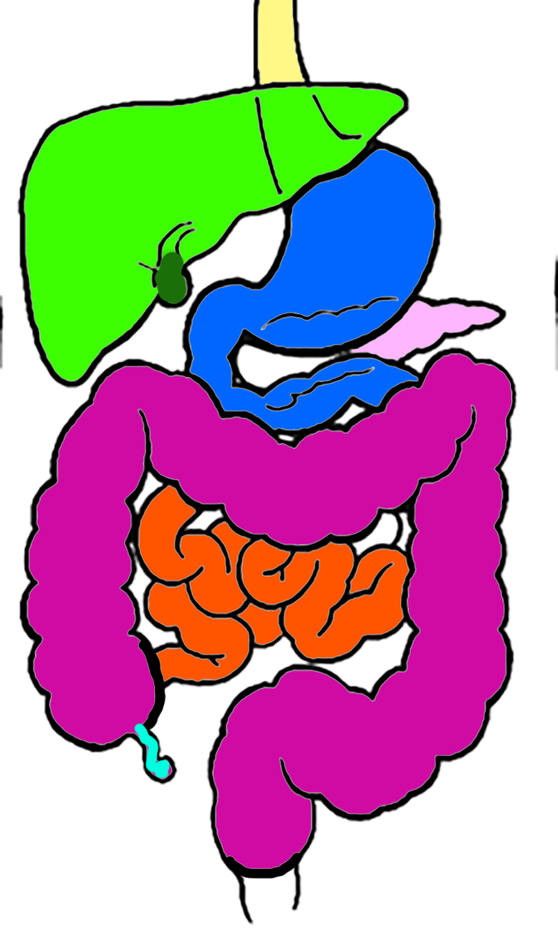 Model the digestive system with coloring