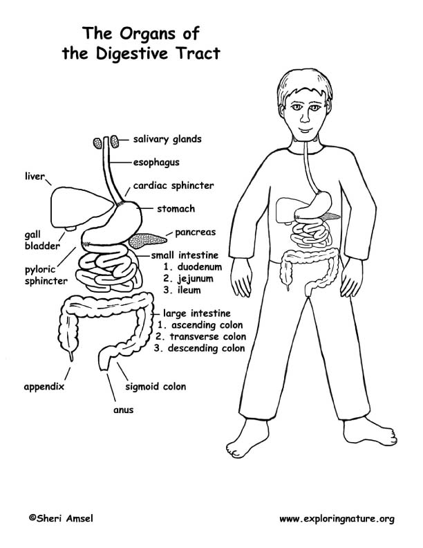 Digestive tract ans coloring middle school