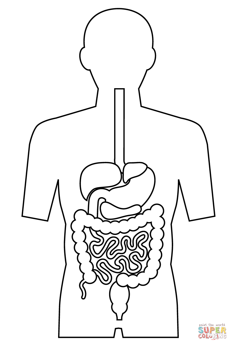 Digestive system coloring page free printable coloring pages