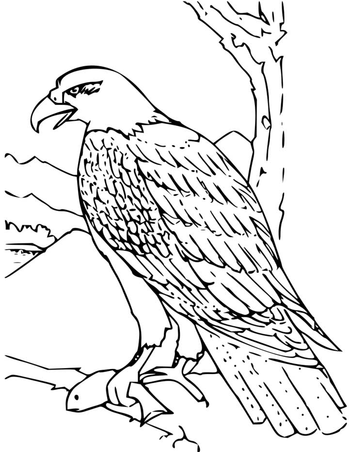 Bald eagle loring page for kids