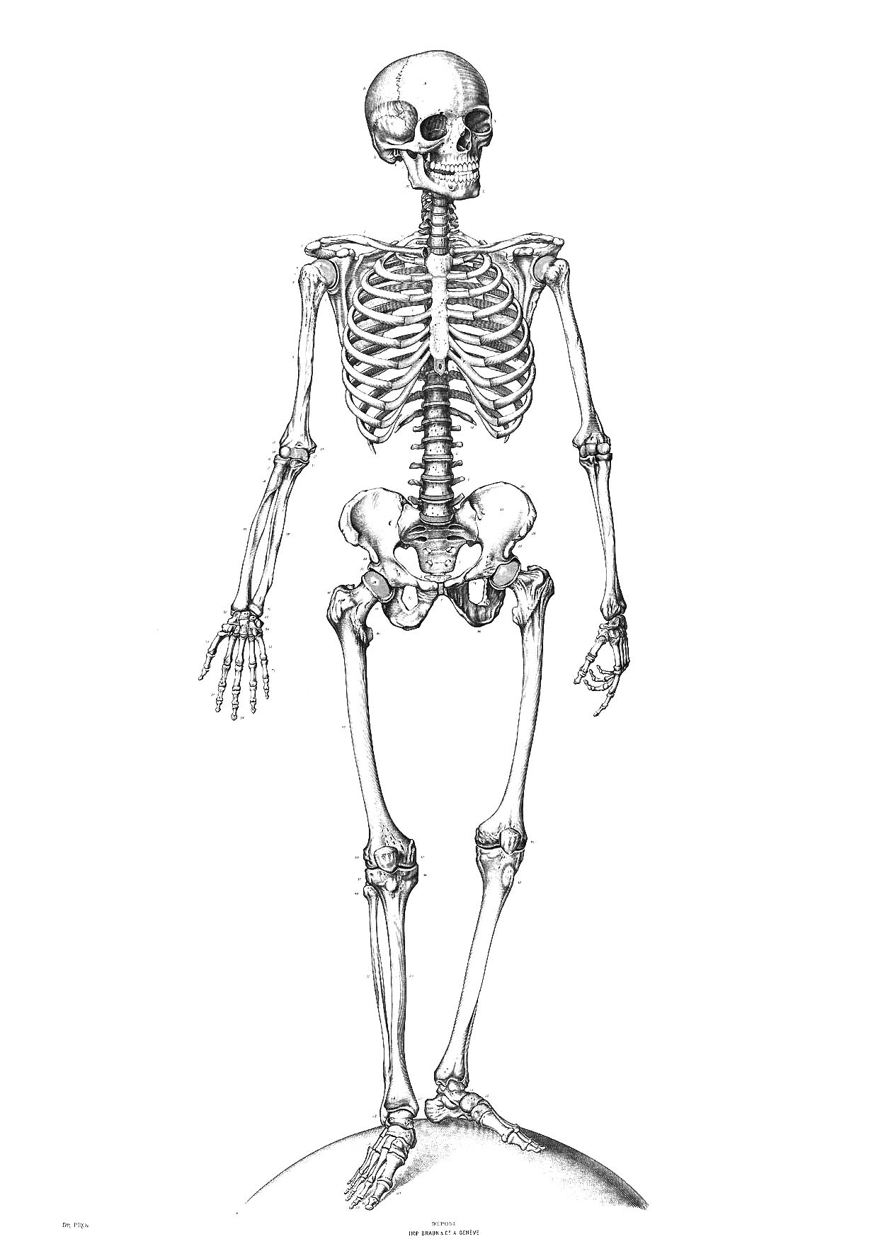 Free printable skeleton coloring pages for kids