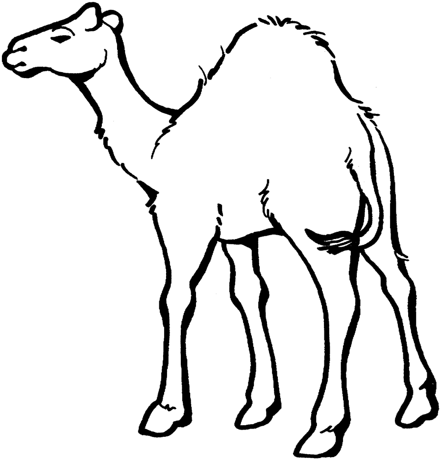 Beautiful camel coloring page