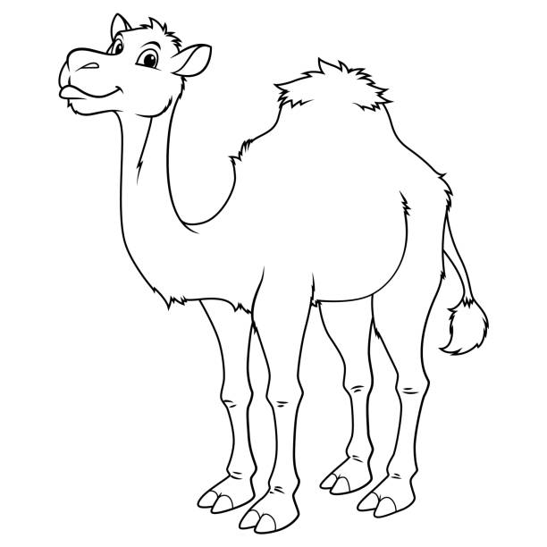 Camel coloring page stock illustrations royalty