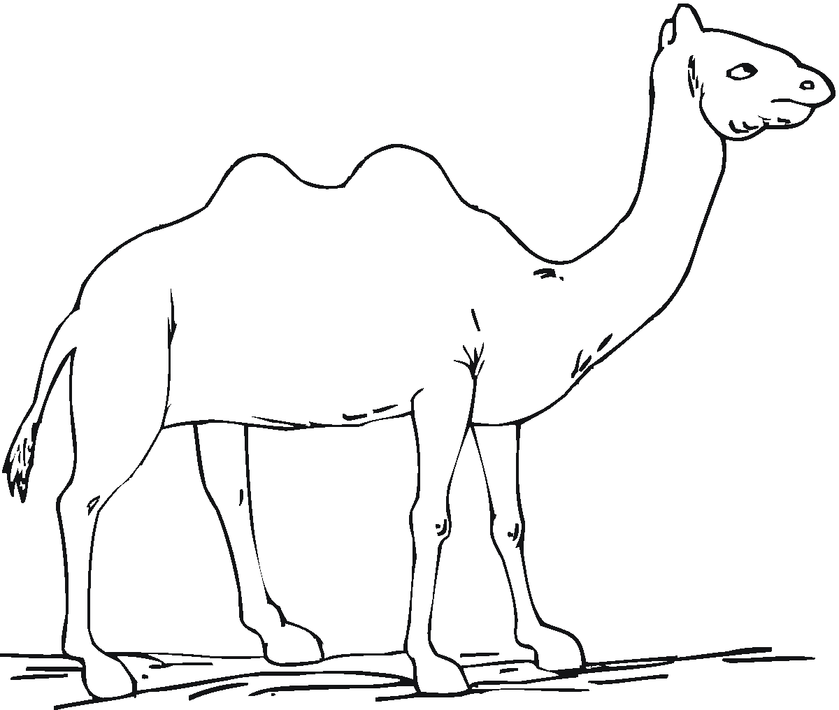 Free printable camel coloring pages for kids