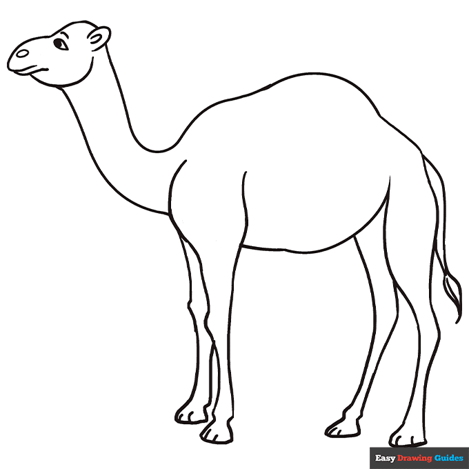 Camel coloring page easy drawing guides