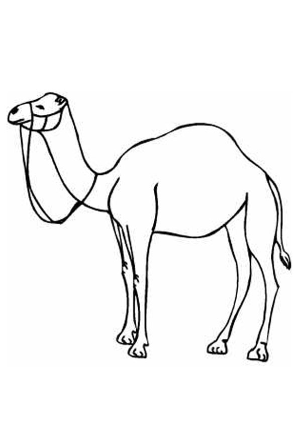 Coloring pages camel coloring pages