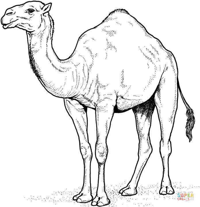 Arabian camel coloring page free printable coloring pages