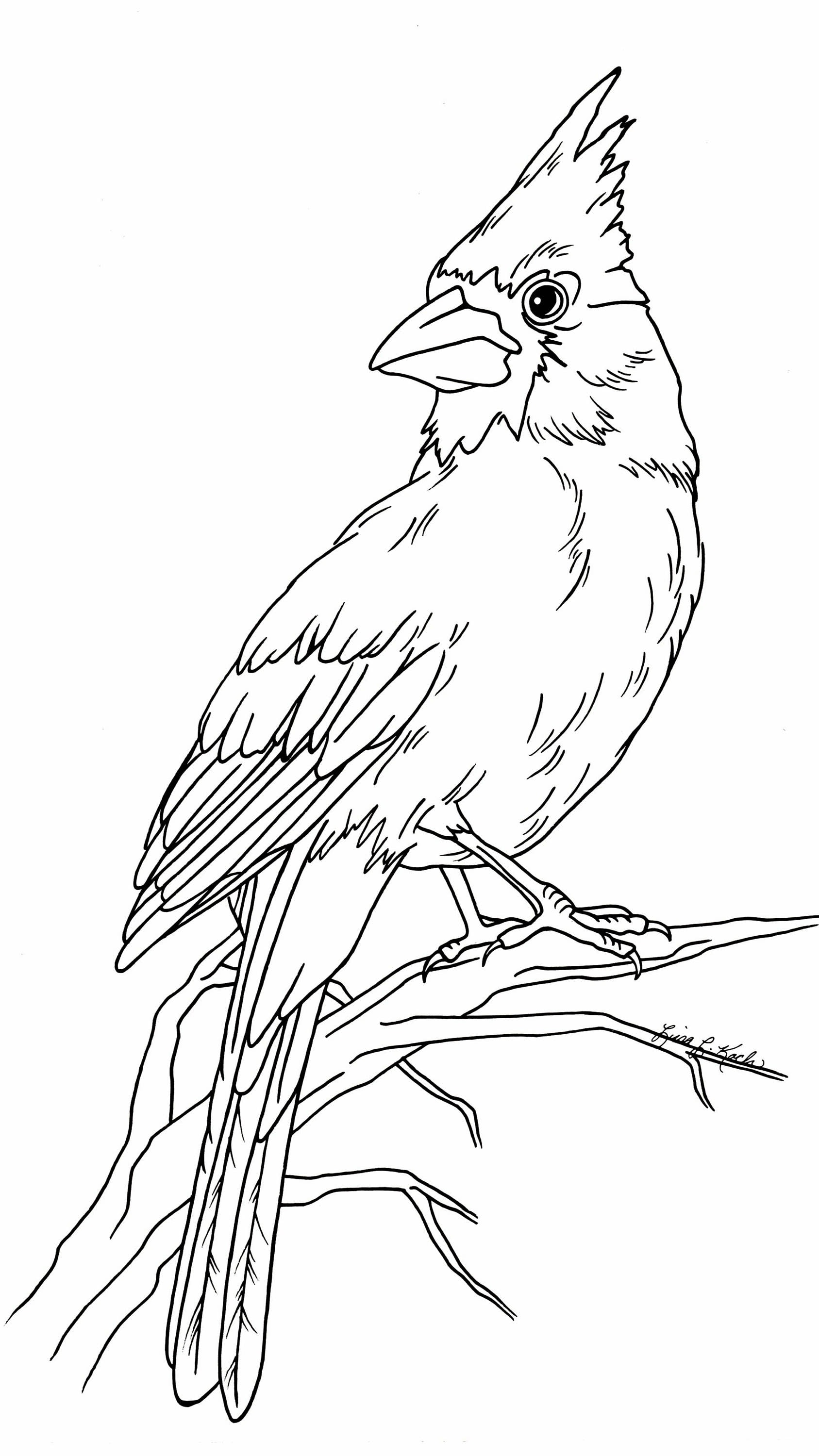 Cardinal coloring page