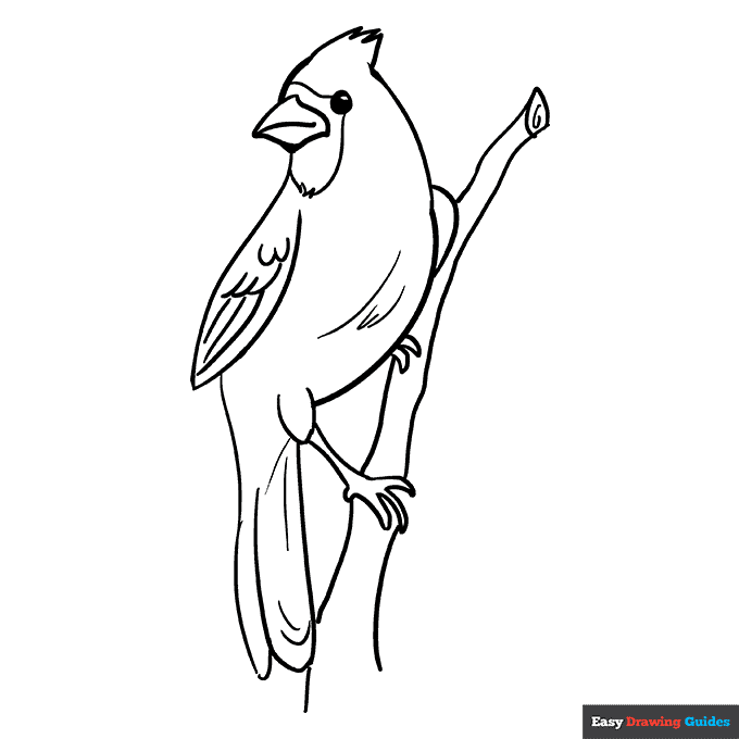 Cardinal bird coloring page easy drawing guides